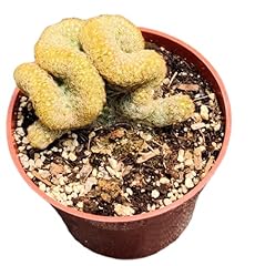 Foliagems live succulent for sale  Delivered anywhere in USA 
