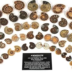 Mini ammonite pairs gebraucht kaufen  Wird an jeden Ort in Deutschland