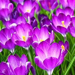 Crocus ruby giant for sale  Delivered anywhere in UK