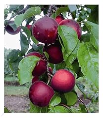 Baldur garten cherrykose gebraucht kaufen  Wird an jeden Ort in Deutschland