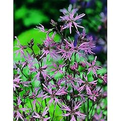 Ragged robin wild for sale  Delivered anywhere in UK