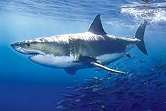 Laminated great white for sale  Delivered anywhere in USA 