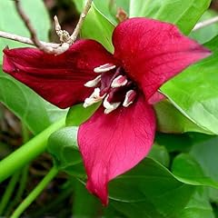 Plant seeds trillium for sale  Delivered anywhere in Ireland