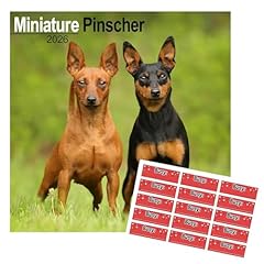 Miniature pinscher calendar for sale  Delivered anywhere in UK