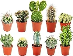 Sortes collection cactus d'occasion  Livré partout en France