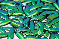 200 jewel beetle for sale  Delivered anywhere in USA 