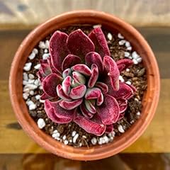 Echeveria devotion compact for sale  Delivered anywhere in UK