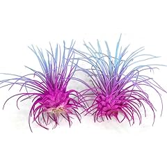 Thin air plant for sale  Delivered anywhere in USA 