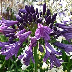 Garden agapanthus poppin for sale  Delivered anywhere in UK