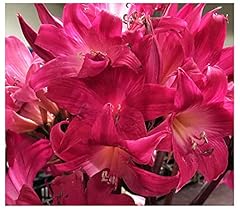 Naked ladies hot for sale  Delivered anywhere in USA 