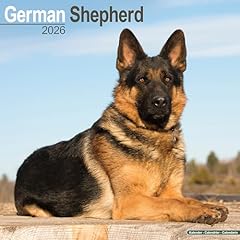 German shepherd 2026 for sale  Delivered anywhere in UK