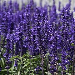 Perfect plants salvia for sale  Delivered anywhere in UK