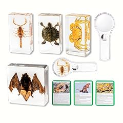 Pcs real insect for sale  Delivered anywhere in UK