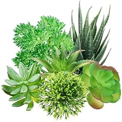 Quozuo green succulent for sale  Delivered anywhere in UK