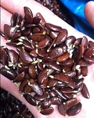 120 seed japanese for sale  Delivered anywhere in USA 