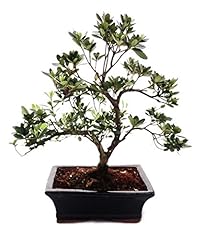 Bonsai rhododendron simsii usato  Spedito ovunque in Italia 