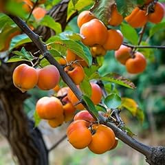 American persimmon trees for sale  Delivered anywhere in USA 