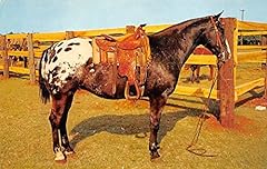 Grand champion appaloosa for sale  Delivered anywhere in USA 