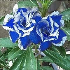 Adenium obesum bulbi usato  Spedito ovunque in Italia 