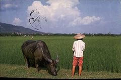 Water buffalo field for sale  Delivered anywhere in USA 