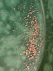 Lbs gold panning for sale  Delivered anywhere in USA 