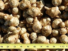 Semi semi germinazione usato  Spedito ovunque in Italia 