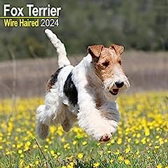 Wirehaired fox terrier for sale  Delivered anywhere in UK