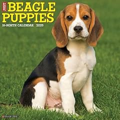 Beagle puppies 2025 for sale  Delivered anywhere in UK
