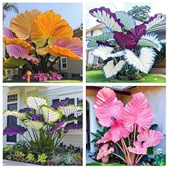 Elephant ears bulbs for sale  Delivered anywhere in UK