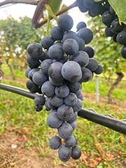 Tafeltraubenrebe muscat bleu gebraucht kaufen  Wird an jeden Ort in Deutschland