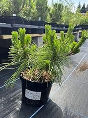 Japanese red pine for sale  Delivered anywhere in UK