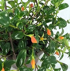 Premium goldfish plant for sale  Delivered anywhere in USA 