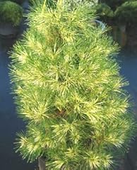 Golden ghost japanese for sale  Delivered anywhere in USA 