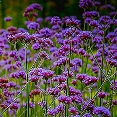 Verbena bonariensis plant for sale  Delivered anywhere in UK