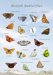Venetian british butterflies for sale  Delivered anywhere in UK