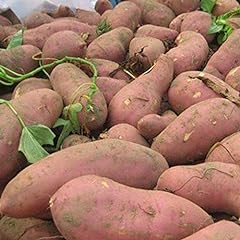 200 sementi patate usato  Spedito ovunque in Italia 