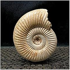 Ammonite fossil natural for sale  Delivered anywhere in UK