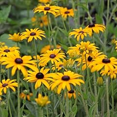 Yougarden rudbeckia goldsturm for sale  Delivered anywhere in UK