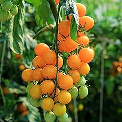 Tomato seeds gold for sale  Delivered anywhere in USA 