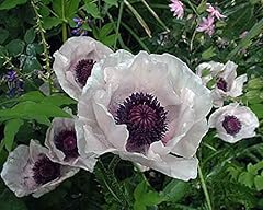 Pack poppy papaver for sale  Delivered anywhere in UK