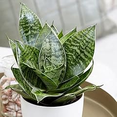 20cm sansevieria trifasciata for sale  Delivered anywhere in UK