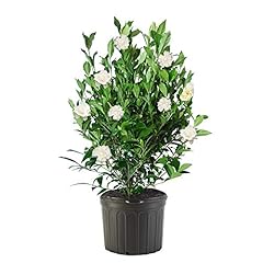 Shrub august beauty for sale  Delivered anywhere in USA 