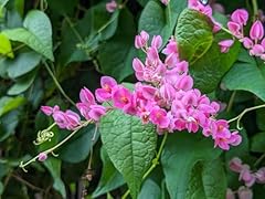 Pink coral vine for sale  Delivered anywhere in USA 