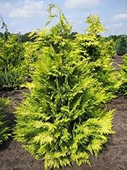 Chamaecyparis lawsoniana golde gebraucht kaufen  Wird an jeden Ort in Deutschland