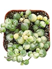 Succulents plants live for sale  Delivered anywhere in USA 