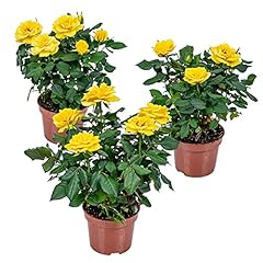 Bloomique 3er set gebraucht kaufen  Wird an jeden Ort in Deutschland