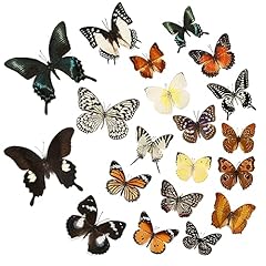 Pcs real butterfly for sale  Delivered anywhere in USA 