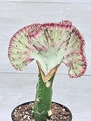 Hot pink euphorbia for sale  Delivered anywhere in USA 