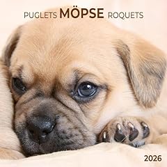 Möpse puglets 2026 gebraucht kaufen  Wird an jeden Ort in Deutschland