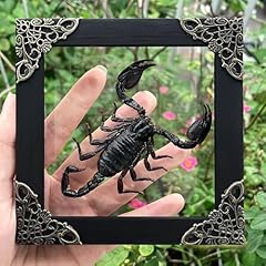 Real scorpion wooden for sale  Delivered anywhere in USA 